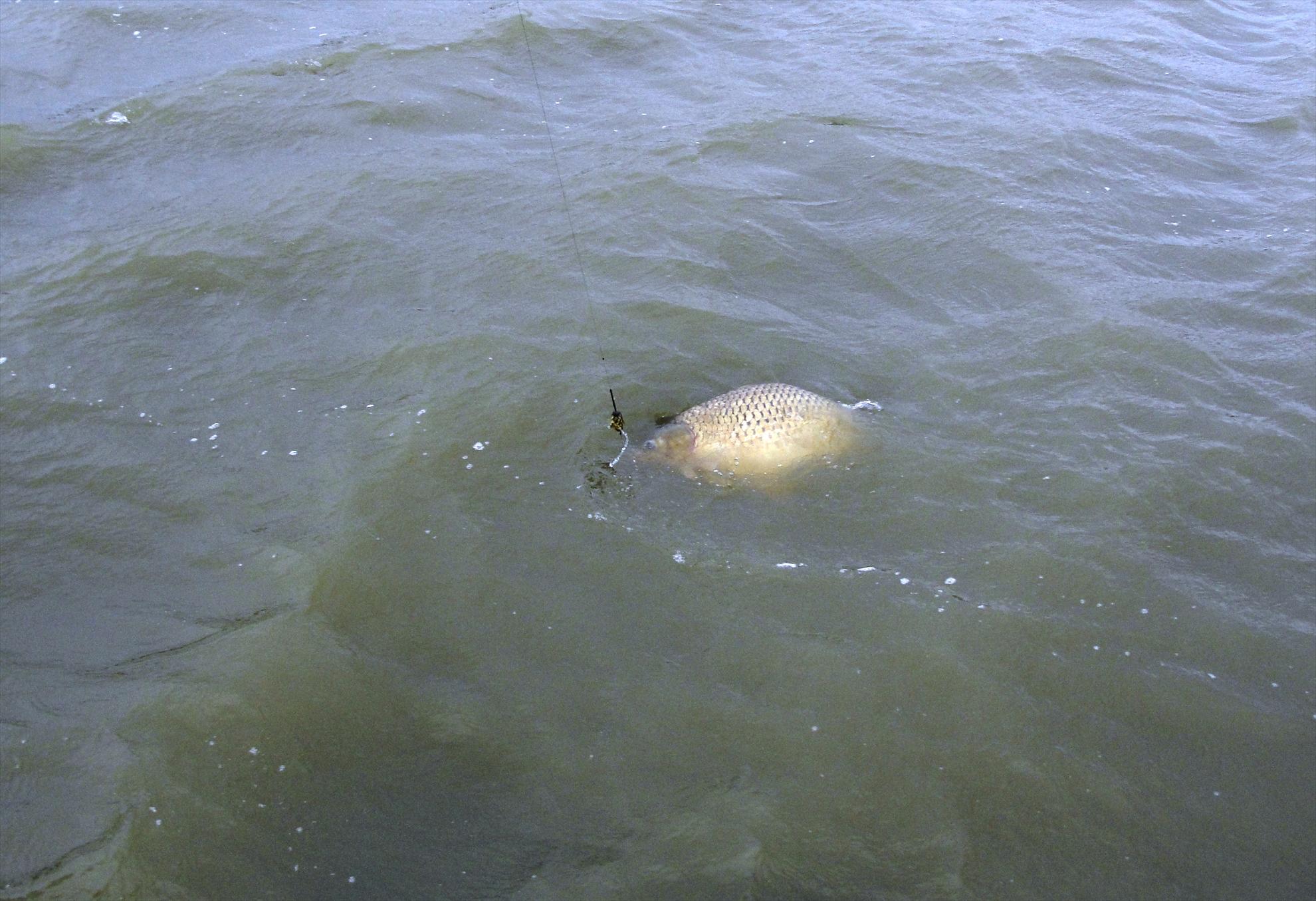 de la A la Z - dsc09433.JPG